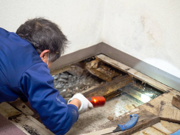 Best Affordable Mold Removal  in Fremont, OH
