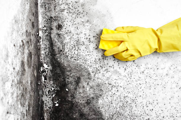 Best Fast Mold Removal  in Fremont, OH