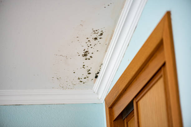 Best Mold Inspection  in Fremont, OH
