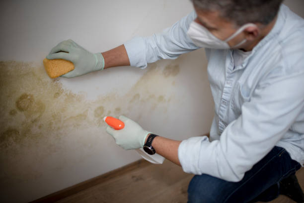 Professional Mold Removal in Fremont, OH