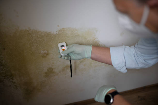 Best Toxic Mold Removal  in Fremont, OH