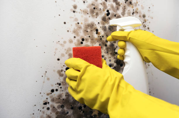 Best Home Mold Removal  in Fremont, OH