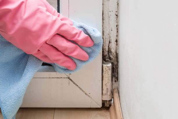 Best Local Mold Removal Service  in Fremont, OH