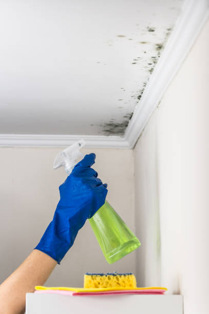 Best Mold Removal Specialists  in Fremont, OH