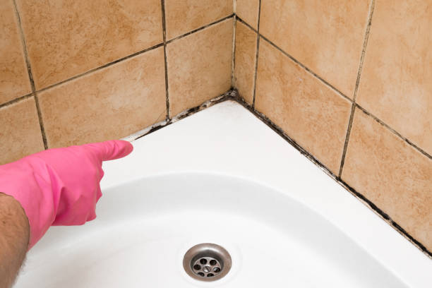 Best Mold Remediation Experts  in Fremont, OH